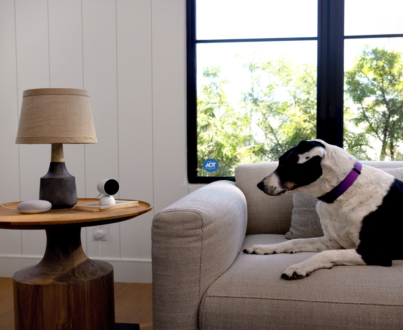 Dog on the couch looking at an ADT indoor camera